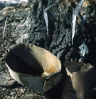 A birch bark basket collecting syrup at the base of a maple tree.