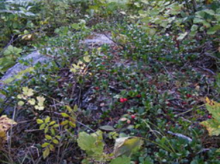 Bearberry growing over a rock.