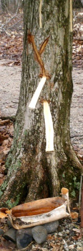 Hollowed branches called spiles hammered into maple tree to collect sap in birch bark basket